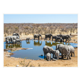 Plakat Wielka rodzina afrykańskich słoni, Namibia, Afryka