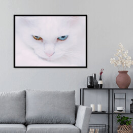 Plakat w ramie Portret tureckiego bialego kota