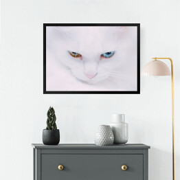 Obraz w ramie Portret tureckiego bialego kota