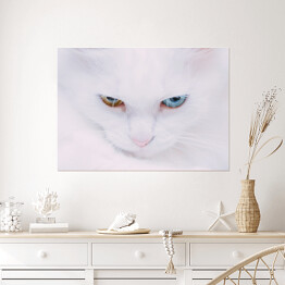 Plakat samoprzylepny Portret tureckiego bialego kota