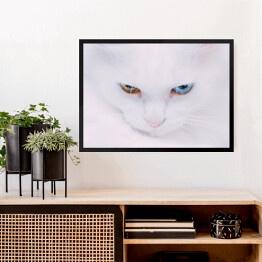 Obraz w ramie Portret tureckiego bialego kota