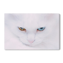 Obraz na płótnie Portret tureckiego bialego kota