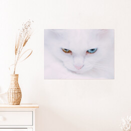 Plakat samoprzylepny Portret tureckiego bialego kota