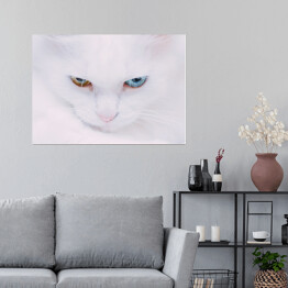 Plakat Portret tureckiego bialego kota