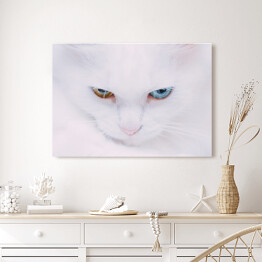 Obraz na płótnie Portret tureckiego bialego kota