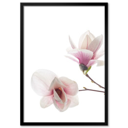 Plakat w ramie Piękny różowy kwiat magnolii z białymi elementami