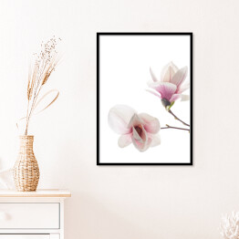 Plakat w ramie Piękny różowy kwiat magnolii z białymi elementami