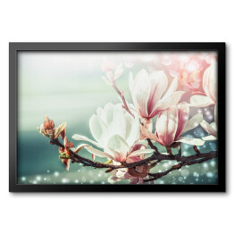 Obraz w ramie Gałązka kwitnącej magnolii