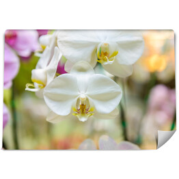 Fototapeta Białe kwiaty orchidei w ogrodzie