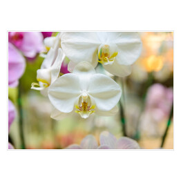 Plakat Białe kwiaty orchidei w ogrodzie