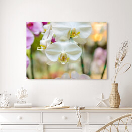 Obraz na płótnie Białe kwiaty orchidei w ogrodzie