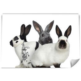 Trzy króliki na białym tle