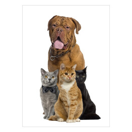 Plakat Pies i trzy koty