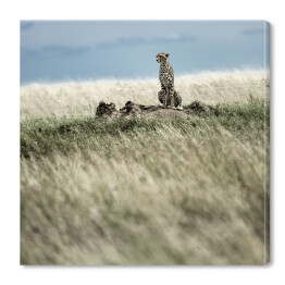 Obraz na płótnie Gepard podczas polowania