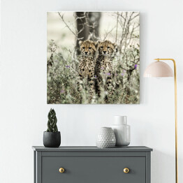 Obraz na płótnie Gepardy w parku narodowym