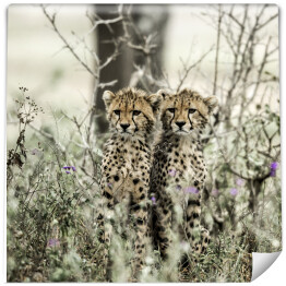 Fototapeta Gepardy w parku narodowym