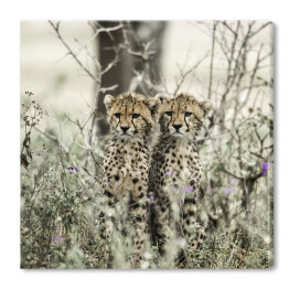 Obraz na płótnie Gepardy w parku narodowym