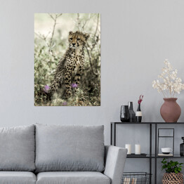 Plakat Gepard wśród roślinności