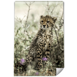 Fototapeta winylowa zmywalna Gepard wśród roślinności
