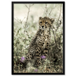 Plakat w ramie Gepard wśród roślinności