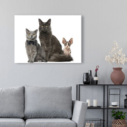 Obraz na płótnie Koty Maine Coon, Sfinks i Brytyjski krótkowłosy z muchą