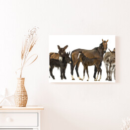 Obraz na płótnie Grupa koni i osłów na białym tle