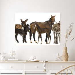 Plakat Grupa koni i osłów na białym tle