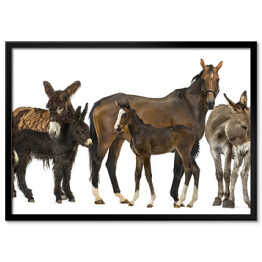 Plakat w ramie Grupa koni i osłów na białym tle