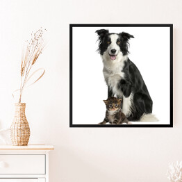 Obraz w ramie Pies i kot siedzący na białym tle