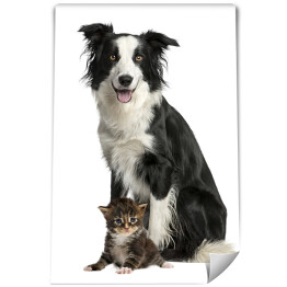 Fototapeta Pies i kot siedzący na białym tle