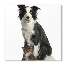 Obraz na płótnie Pies i kot siedzący na białym tle