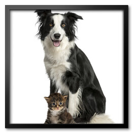 Obraz w ramie Pies i kot siedzący na białym tle