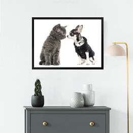 Obraz w ramie Kot i chihuahua w ubraniu
