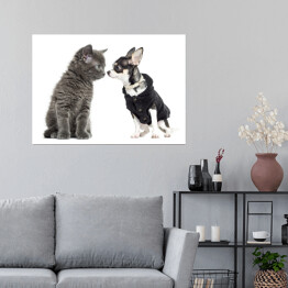 Plakat Kot i chihuahua w ubraniu