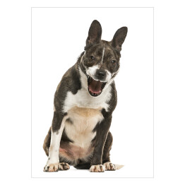 Plakat Szczekający pies rasy mieszanej