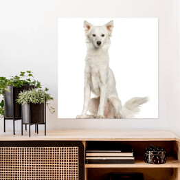 Plakat samoprzylepny Biały smukły siedzący pies