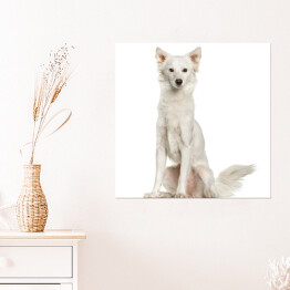Plakat samoprzylepny Biały smukły siedzący pies