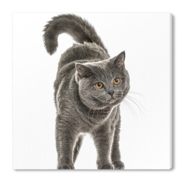 Obraz na płótnie Kot rasy szkockiej z wykrzywionym ogonem