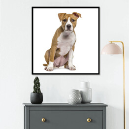 Plakat w ramie Terrier szczeniak w odcieniach beżu