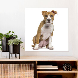 Plakat samoprzylepny Terrier szczeniak w odcieniach beżu