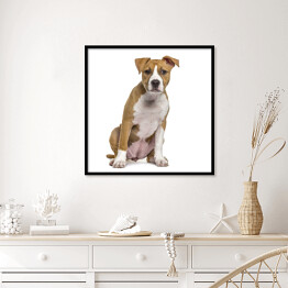 Plakat w ramie Terrier szczeniak w odcieniach beżu