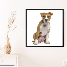 Obraz w ramie Terrier szczeniak w odcieniach beżu
