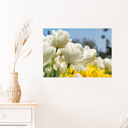 Plakat Piękne białe tulipany