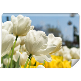 Fototapeta Piękne białe tulipany
