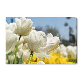 Piękne białe tulipany