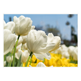 Plakat Piękne białe tulipany