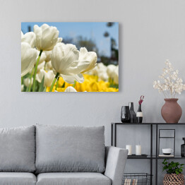 Obraz na płótnie Piękne białe tulipany