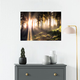 Plakat samoprzylepny Słońce przebijające się przez ciemne sylwetki drzew w lesie