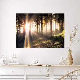 Plakat samoprzylepny Słońce przebijające się przez ciemne sylwetki drzew w lesie