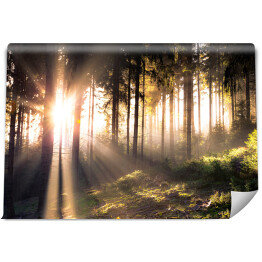 Fototapeta samoprzylepna Słońce przebijające się przez ciemne sylwetki drzew w lesie